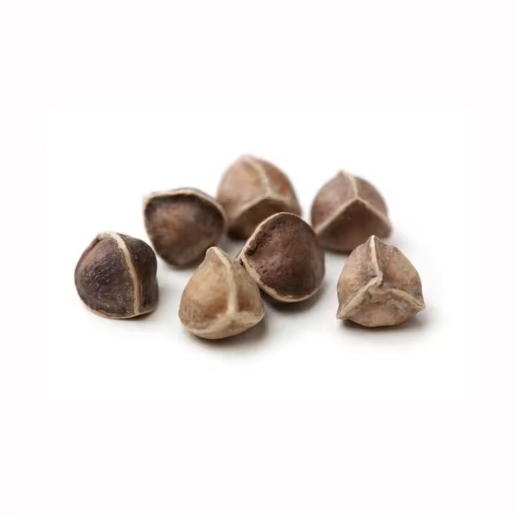 Premium Quality Organic Moringa Seeds - Image 5