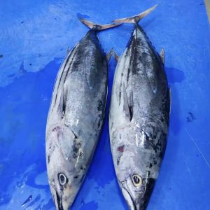 Frozen Yellowfin Tuna Fish