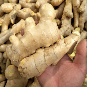 100% Natural Non-GMO Fresh Ginger