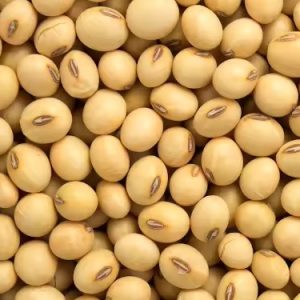 Non GMO High Quality Raw Soy Bean Seeds