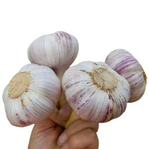 100% Natural Non-GMO Fresh Garlic