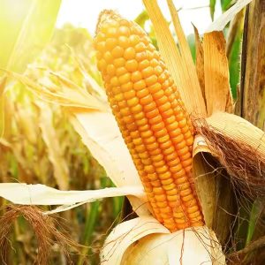High Quality White Maize And Yellow Maize Grade 1 & 2