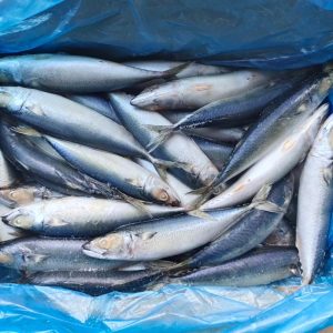 Frozen Horse Mackerel Fish