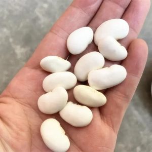 Grade 1 White Kidney Beans (White Butter Beans)