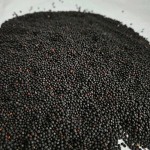 100% Natural Rapeseed Seeds/First Grade